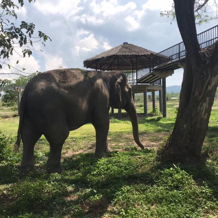 Elephant View Camp Ban Huai Thawai Exteriör bild